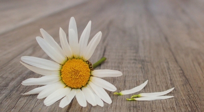 Idosa de 73 anos tira a própria vida em Marília