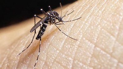 Fiocruz conclui que zika vírus pode ultrapassar a placenta 