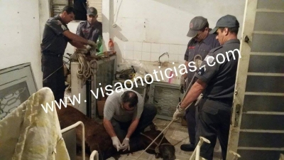 Bombeiros retiram Cavalo de casa. Com ferimentos graves precisou ser sacrificado