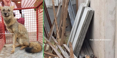 Bombeiros capturam raposa próximo ao centro de Marília