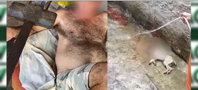 Justiça nega prisão de homem que abusou e matou filhote de cachorro em Marília