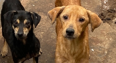 Denúncia anônima faz mulher ser presa em flagrante por maltratar cachorros