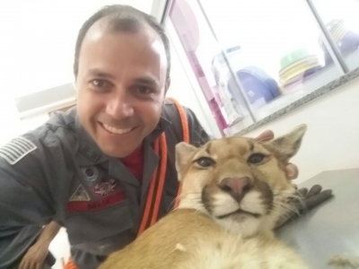 Bombeiros resgatam animais pela região