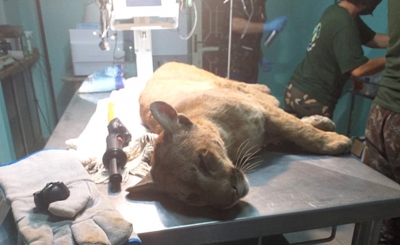 Eixo SP socorre mais de 2 mil animais nas rodovias