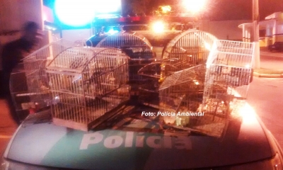 Caçador é multado em R$ 5 mil por manter pássaros em casa