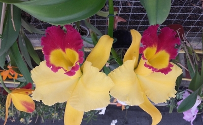 3ª Mostra de Orquídeas da Primavera será no Espaço Cultural