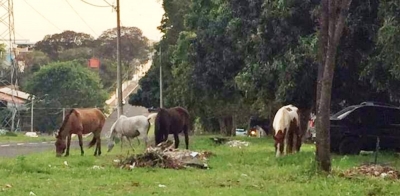 Em apenas um dia, Prefeitura resgata cinco cavalos soltos por vias de Marília 