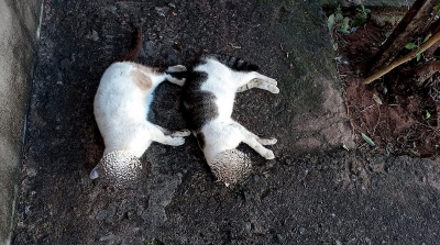 Envenenamento de animais revolta moradores em Marília