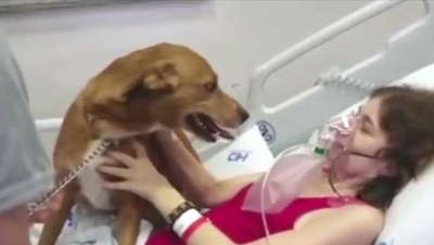 Mulher com câncer ganha visita de cão de estimação em hospital