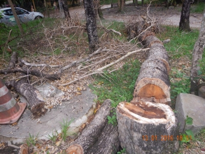 Polícia Ambiental flagra corte de árvore nativa