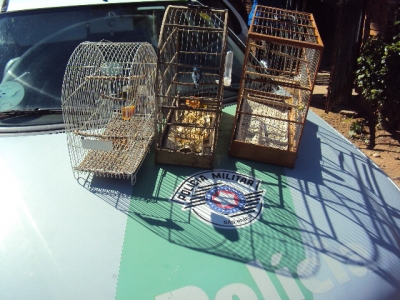 Polícia resgata pássaros e apreende arma