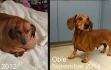 Cachorro perde 25 quilos                    e é destaque em calendário