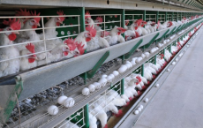 Calor provoca morte de aves                 e reduz produção de ovos