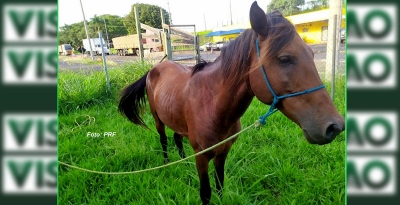 Cavalo solto na BR-153 em Marília é recolhido para evitar acidentes