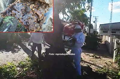 Ataque de abelhas causa pânico em Vera Cruz. Até árvore teve que ser sacrificada