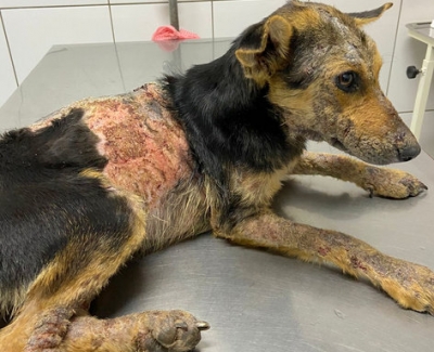 ONG Spaddes e Polícia Civil resgatam cachorrinha vítima de maus-tratos em Garça