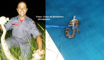 Mais cobras são capturadas pelos Bombeiros em Marília