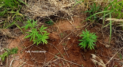 Homem é preso pela PM regando pés de maconha em Júlio Mesquita