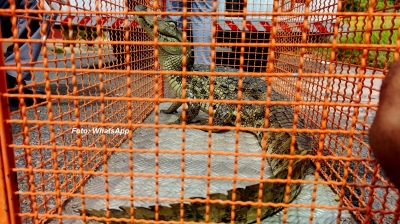 Jacaré aparece em plena rua de Vera Cruz e mobiliza Corpo de Bombeiros