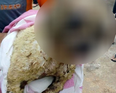 Maus-tratos: cadela é atingida com ácido e morre