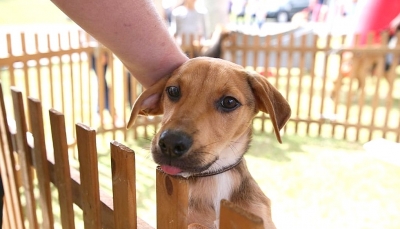 Adoção de animais domésticos é opção em meio ao isolamento social