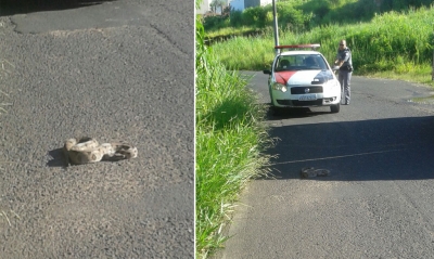 Bombeiros resgatam cobra na zona sul