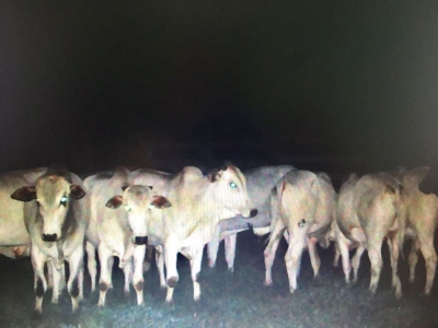 Homem é preso após furto de gado