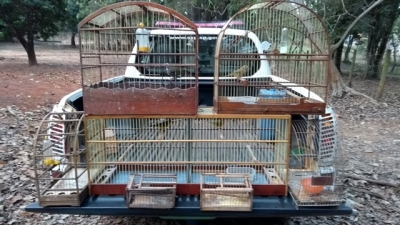 Polícia resgata pássaros silvestres