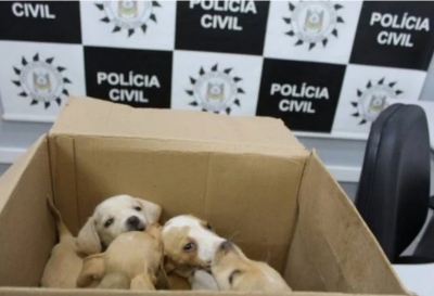 Mãe e filha são acusadas de jogarem filhotes de cachorro pela janela de carro