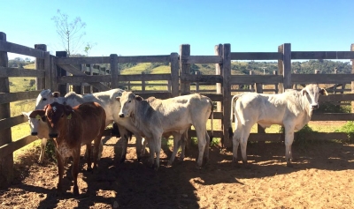 Tradicional almoço e leilão virtual de gado do Santuário de Vera Cruz serão em agosto