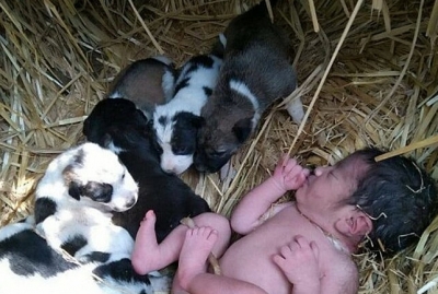 Bebê abandonado é salvo por cachorra e seus filhotes que o mantiveram aquecido