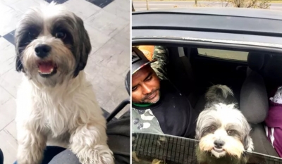 Cão que fugiu de casa e se perdeu na Rodovia SP-294, volta para casa após "viajar