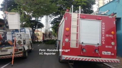 Bombeiros e CPFL cortam árvore no centro 