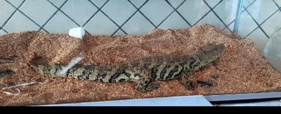 Jacaré resgatado em Marília é devolvido à natureza