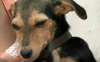 Cachorro sobrevive após gatos serem envenenados