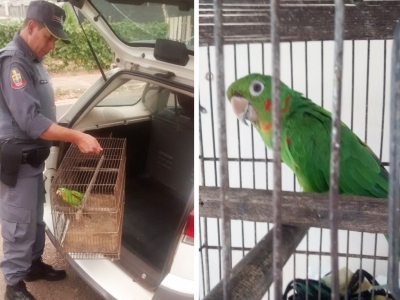 Polícia resgata maritaca na zona sul de Marília