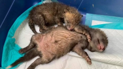 Fazendeiro faz cesárea em raposa atropelada e salva 4 filhotes