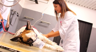 Hospital Veterinário da Unimar é referência para Marília e Região