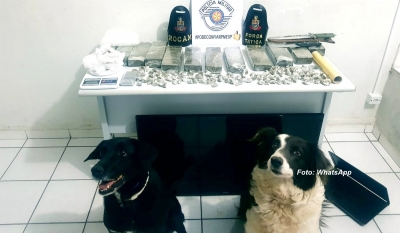 Polícia Militar apreende 11 tabletes de maconha com apoio de cães farejadores