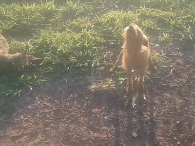 Cão não abandona 