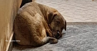 Crueldade: abandonados e com maus tratos, cães são devorados entre si 