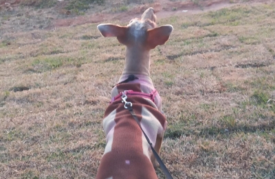 Prefeitura de Marília prepara castração de 400 cães e gatos