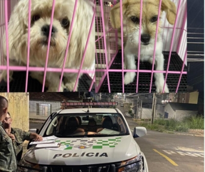 ONGs apuram espancamento de animais em Marília. Áudios comprovam as agressões 