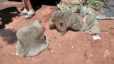 Filhotes de cães são encontrados em sacos de batata jogados em caçamba
