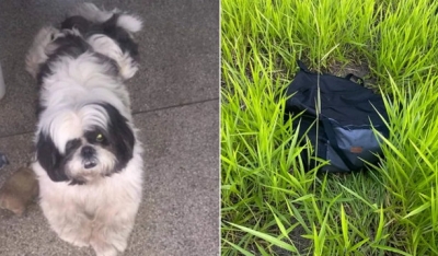 Shih-tzu desaparecido é encontrado morto dentro de bolsa abandonada no mato