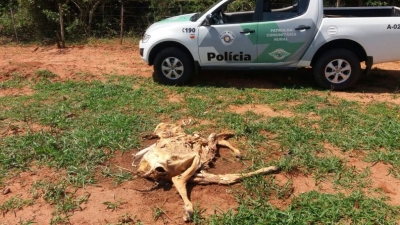 Polícia aplica pesada multa por maus tratos