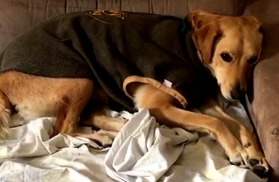 Neste inverno, cachorro com frio precisa de abrigo quente