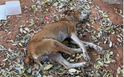 Após denúncia anônima, cão idoso vítima de maus-tratos é resgatado por ONG em Marília