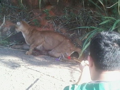 Onça parda é resgatada após ser atropelada