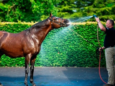 Cavalo de corrida passa a valer mais que Messi e Cristiano Ronaldo juntos